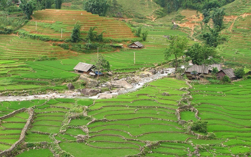 Rizi&egrave;re en terrasse Bac Ha
