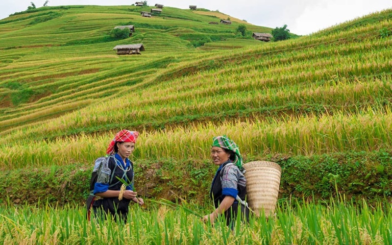 Rizi&egrave;res m&ucirc;res &agrave; Bac Ha