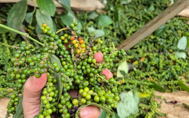 Que ramener du Cambodge ?