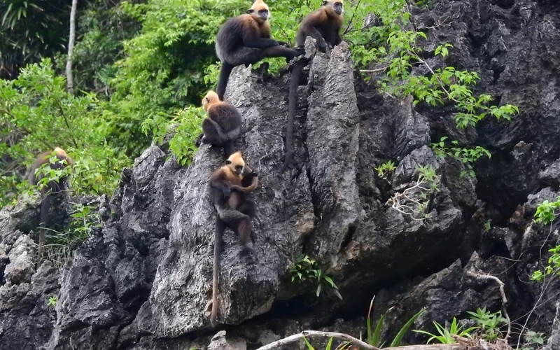Parc national de Cat Ba