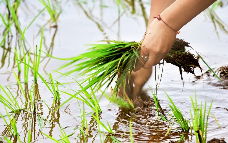 Culture du riz au Vietnam 