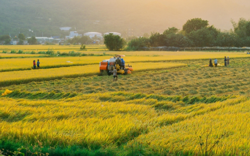 Culture du riz au Vietnam 