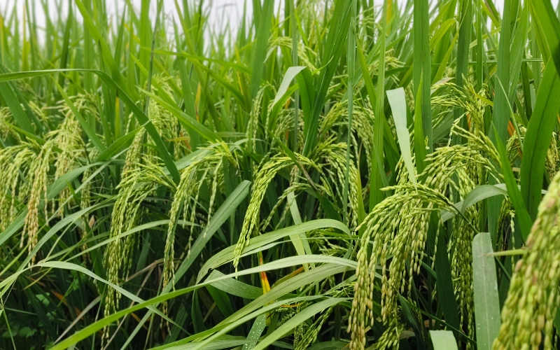 Culture du riz au Vietnam 