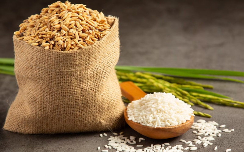 Culture du riz au Vietnam 