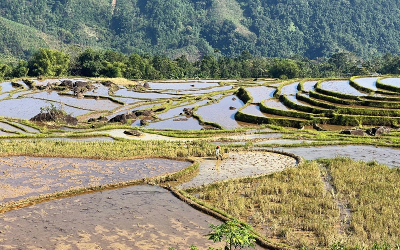 Rizi&egrave;re en terrasse &agrave; Pu Luong