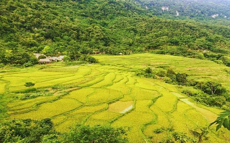 Rizi&egrave;re en terrasse &agrave; Pu Luong
