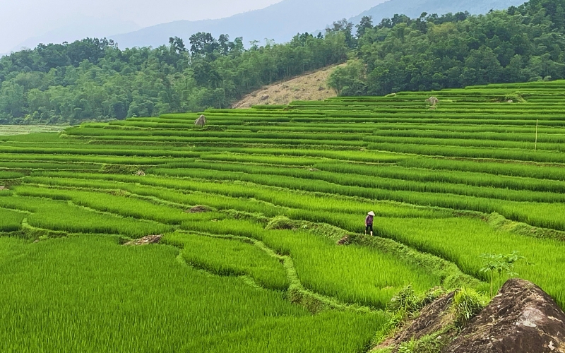 Rizi&egrave;re en terrasse Pu Luong