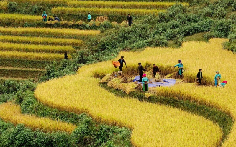 R&eacute;colte de riz &agrave; Sapa