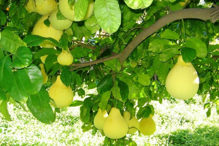 Thuy Bieu - un village authentique à Hue
