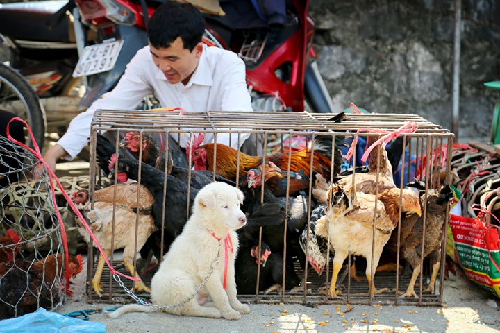 Immersion dans le Grand Nord Vietnam – 16 jours