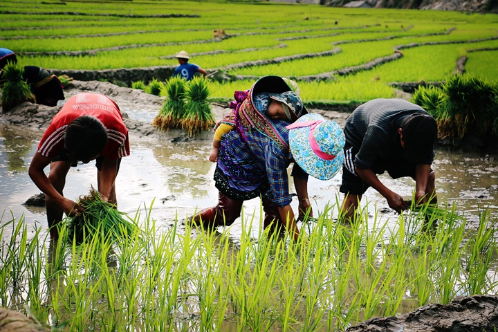 Immersion dans le Grand Nord Vietnam – 16 jours