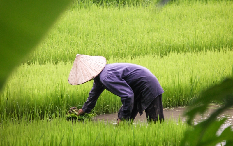 Culture du riz au Vietnam : traditions et savoir-faire ancestral