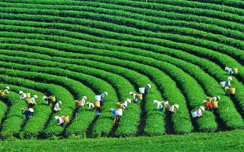 Voyage au cœur de la culture du thé à Moc Chau
