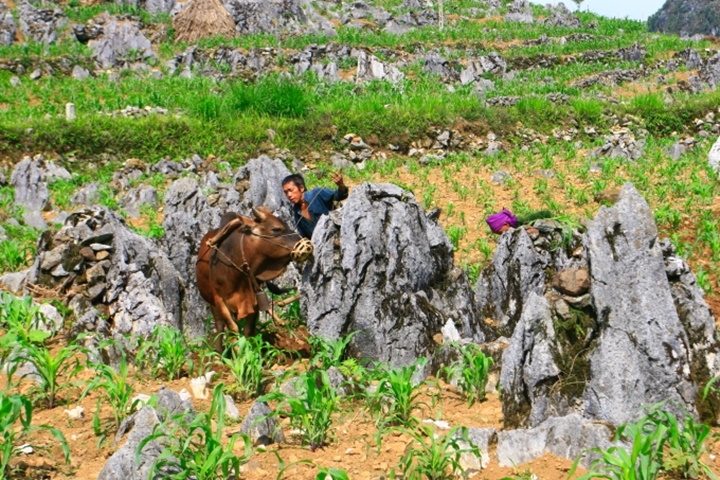 Immersion dans le Grand Nord Vietnam – 16 jours