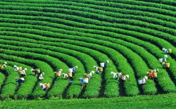 Voyage au cœur de la culture du thé à Moc Chau